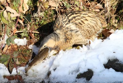 Great Bittern (Botaurus stelleraris)