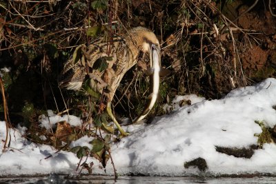 Great Bittern (Botaurus stelleraris)