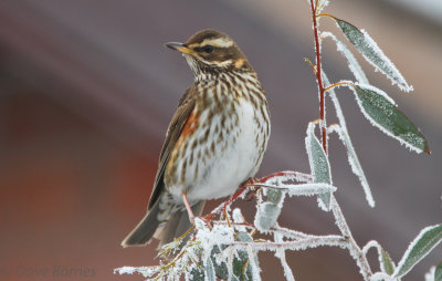 Redwing - Droitwich Spa