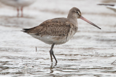 Black-tailed Godwit - Poole Park Dorset