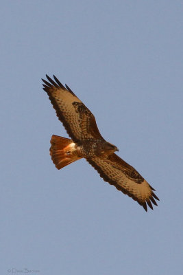 Steppe Buzzard (Buteo b. vulpinus)