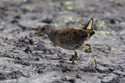 Spotted Crake (Porzana porzana)