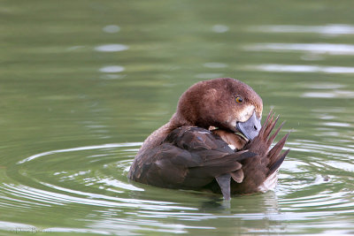 Tufted Duck (Aythya fuligula)