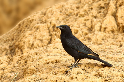Tristram's Starling (Onychognathus tristamii)
