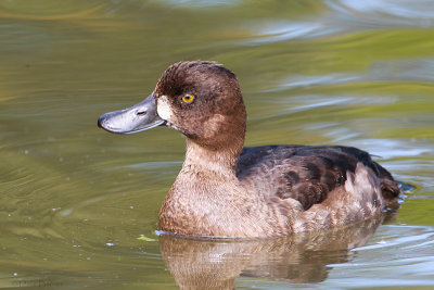Tufted Duck (Aythya fuligula)