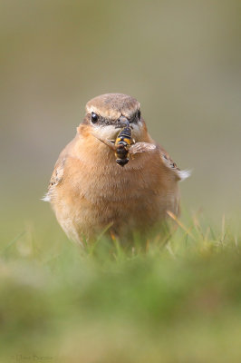 Northern Wheatear (Oenanthe oenanthe)