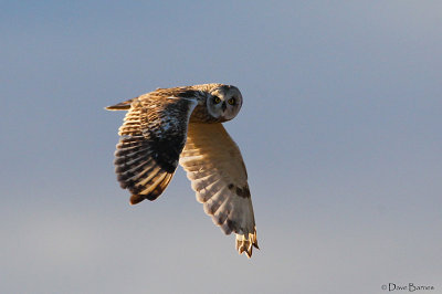 Short-eared Owl (Asio flammeus)