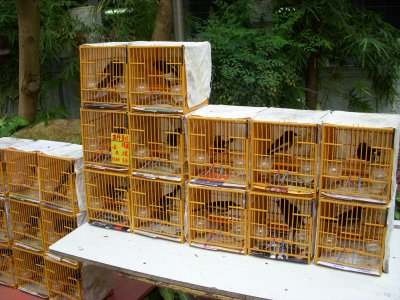 Bird Mart -  Hong Kong