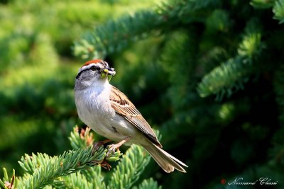 Bruant familier - Chipping Sparrow - Spizella passerina