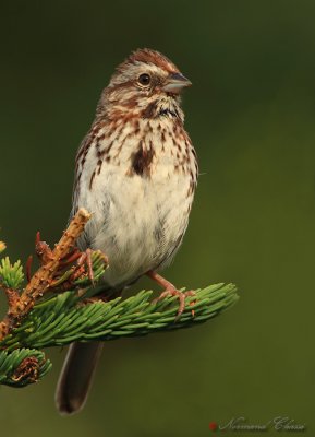 Bruant chanteur - Song Sparrow - Melospiza melodia