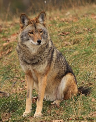 Parc Omega, Montébello, 13 novembre 2010