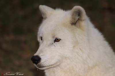 Parc Omega, Montbello, 13 novembre 2010