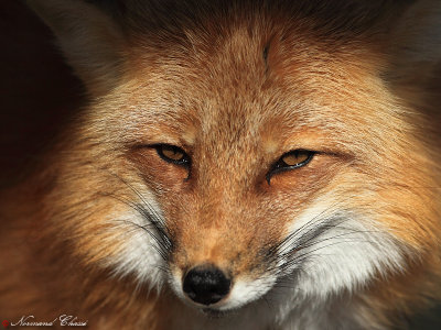 Renard roux