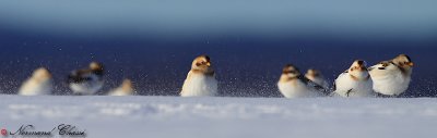 Plectrophane des neiges - Snow Bunting - Plectrophenax nivalis