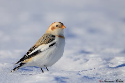 Plectrophane des neiges - Snow Bunting - Plectrophenax nivalis
