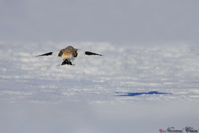 Plectrophane des neiges - Snow Bunting - Plectrophenax nivalis