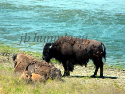 Yellowstone NP bison WY