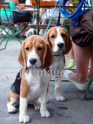 pups in vienna