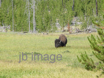 Yellowstone bison WY