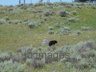 Yellowstone black bear WY
