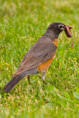 American Robin WWW.jpg