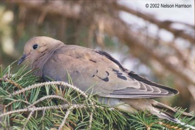 Mourning Dove 000503 14a-15 copy.jpg