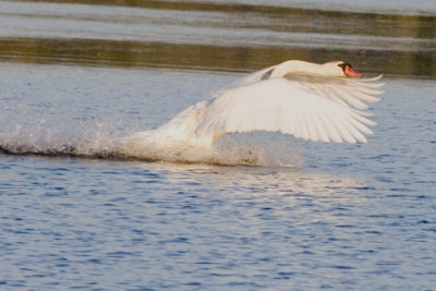Tundra Swan Landing D070508 017 copy.jpg