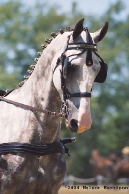 Carriage Classic Horse Closeup 4 040705 20a-21 copy.jpg