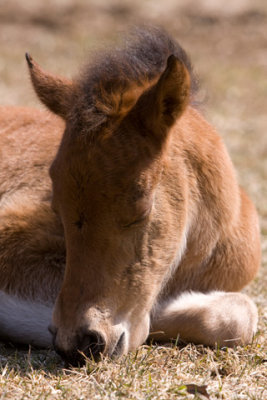 Helen Horses D080401 054 copy.jpg