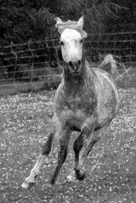 Helens Horses D090603 086 BW www.jpg