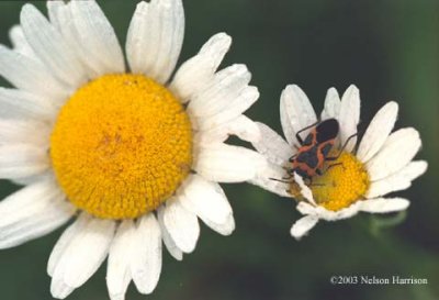 Bug on Daisy 030704 8a-9 copy.jpg