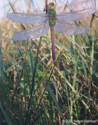 Dragonfly 000803 21a-22 copy.jpg