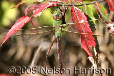 Dragonfly D050910 148 copy.jpg