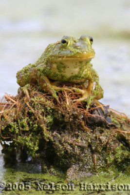 Frog - on Stick D050902 074 copy.jpg