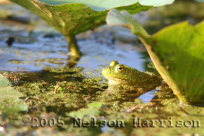 Frog in McGeachy Pond D050804 019 copy.jpg