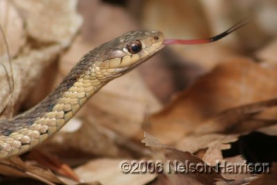 Garter Snake D060408 051 copy.jpg