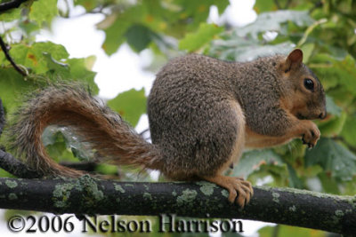 Squirrel D060705 003 copy.jpg