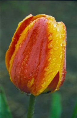 Red and Yellow Tulip.jpg