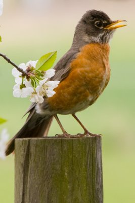 American-Robin-D080502-004-www.jpg