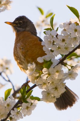 American-Robin-D080504-006-www.jpg