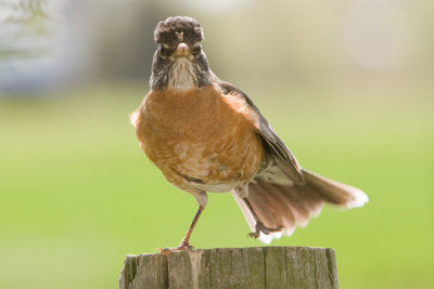 American-Robin-D080503-015-www.jpg