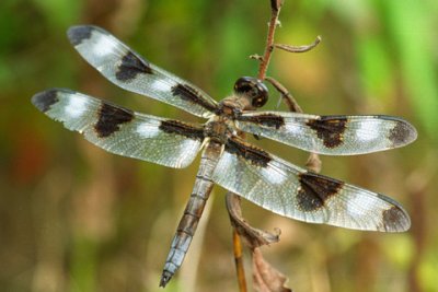 Dragonfly-040904-22a-23-www.jpg