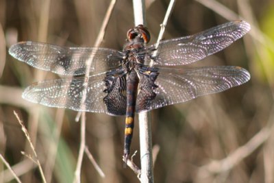 Dragonfly-D050910-049-www.jpg