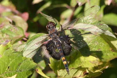 Dragonfly-D050910-065-www.jpg