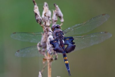 Point-Pelee---Dragonfly-D060901-010-www.jpg