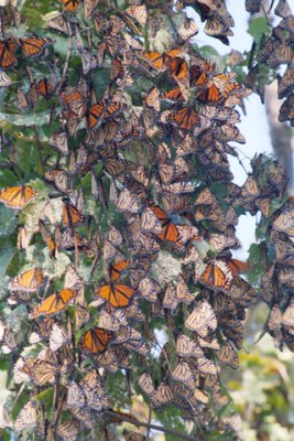 Monarchs-in-a-Bunch-030913-23a-24-www.jpg
