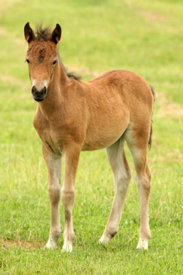 Helen-Baby-Pony-D060611-007-www.jpg