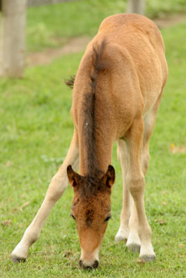 Helen-Baby-Pony-D060611-042-www.jpg