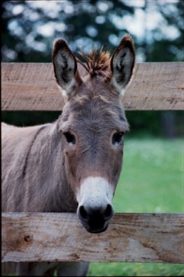 Mini-Donkey-990815-15a-16-www.jpg