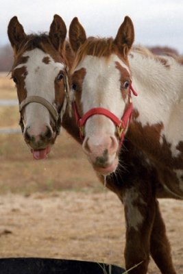 Horses---water-dripping-from-lips-981009-3a-4-www.jpg